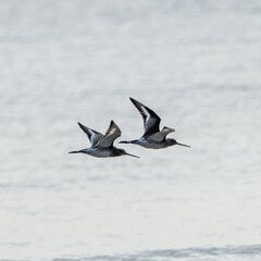 Black-tailed Godwit (Limosa limosa) – Commonly found in wetlands and estuaries, Bull Island, Dublin