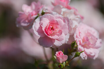 A delicate pink rose in bloom in the garden. Background with a beautiful rose