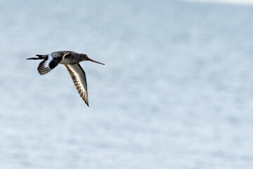 Black-tailed Godwit (Limosa limosa) – Commonly found in wetlands and estuaries, Bull Island, Dublin