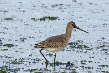 Black-tailed Godwit (Limosa limosa) – Commonly found in wetlands and estuaries, Bull Island, Dublin