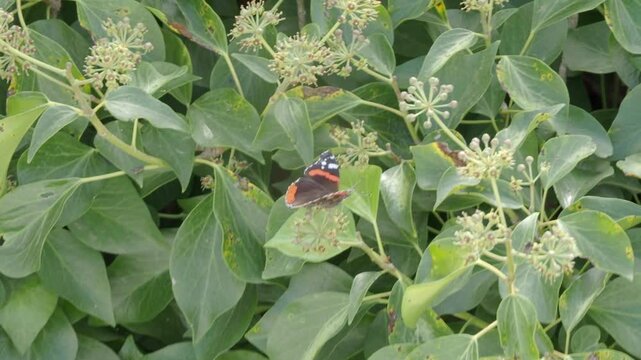 mariposas diurnas ib&eacute;ricas en plantas verdes