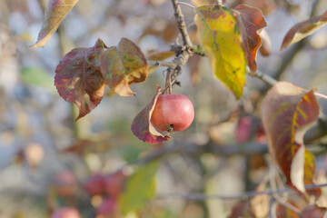 red apples on a branch