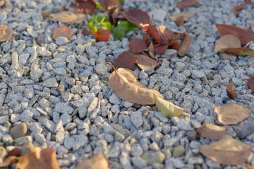 leafs on the gravel