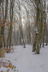forest in winter