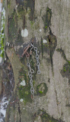 chain in the tree