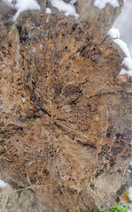 close up of a trunk