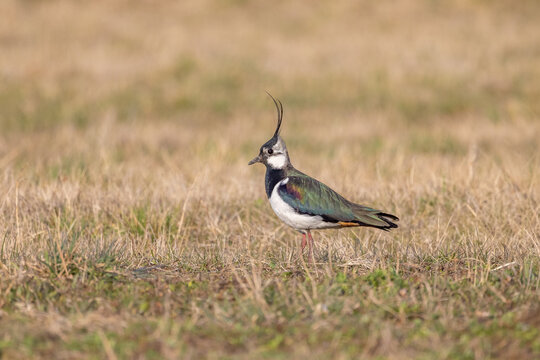 Kibitz l&auml;uft &uuml;ber eine Wiese
