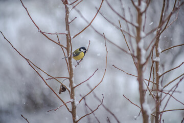 Great tit bird on a tree in snowy winter. Winter white landscape with wildlife. Ornithology of Europe