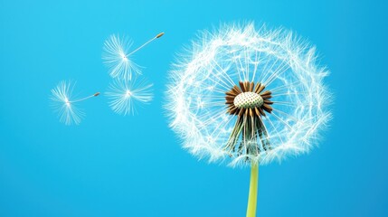 Obraz premium Delicate Dandelion Seed Head Against a Blue Background