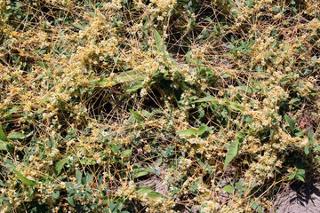 The parasitic plant cuscuta grows among crops