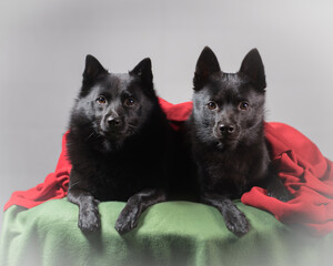 Two black dogs under a red blanket