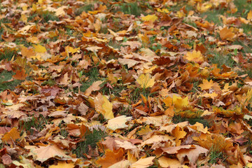 Fallen autumn leaves on the grass in the park. Yellow fallen leaves on the ground. Autumn background, selective focus. Fallen autumn leaves form the ground cover on the lawn in the park