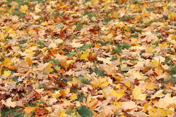 Fallen autumn leaves on the grass in the park. Yellow fallen leaves on the ground. Autumn background, selective focus. Fallen autumn leaves form the ground cover on the lawn in the park