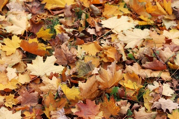Fallen autumn leaves on the grass in the park. Yellow fallen leaves on the ground. Autumn background, selective focus. Fallen autumn leaves form the ground cover on the lawn in the park