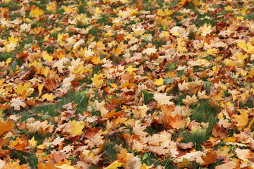 Fallen autumn leaves on the grass in the park. Yellow fallen leaves on the ground. Autumn background, selective focus. Fallen autumn leaves form the ground cover on the lawn in the park