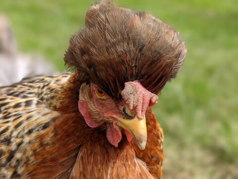 range chicken