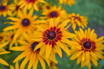 Bright yellow flowers of the Black eyed Susan variety with dark centers stand out against a soft green background. Rudbeckia hirta Maya in the garden. The main flower is captured in crisp detail.