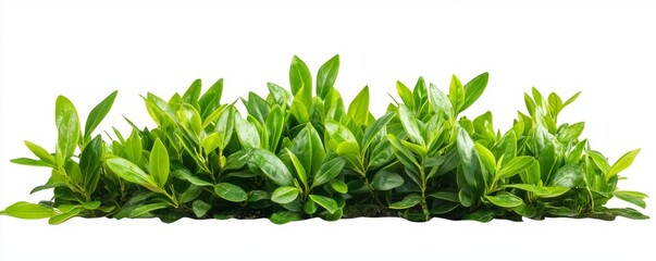 Obraz premium Lush green foliage with droplets, perfect for landscaping or decoration