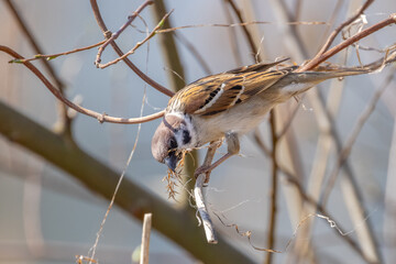 Feldsperling sammelt Material f&uuml;r den Nestbau