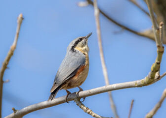 Kleiber sitzt am Ast und singt