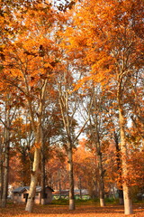 Fototapeta premium autumn in the park