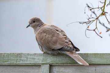 Sierpówka (Streptopelia decaocto) – gatunek średniej wielkości ptaka z rodziny gołębiowatych (Columbidae)