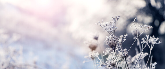 Frost-covered branches of dry plants in winter morning at sunrise
