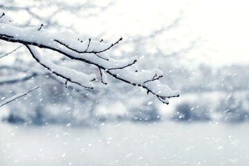 Snow-covered tree branch in the garden during a snowfall
