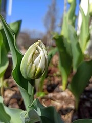 Obraz premium pAki tulipanów