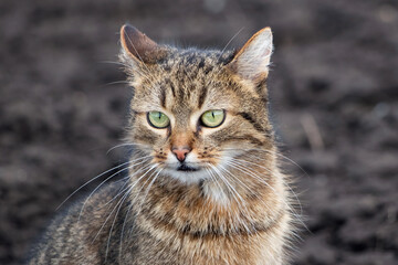 brown tabby cat with an attentive look on the background of arable land