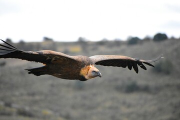 Buitre leonado sobrevuela un barranco en España
