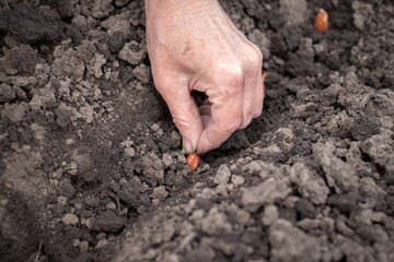 A woman holds onion seeds in her hand, which she is planting in the garden.