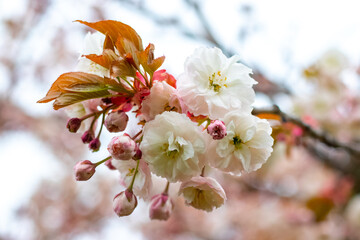 Japanese cherry blossoms. Delicate light pink sakura flowers on a tree in the garden