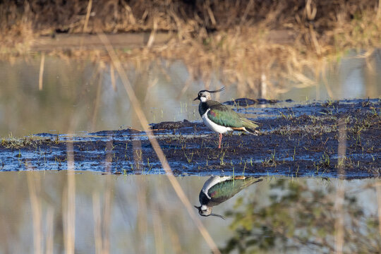 Kibitz steht am Wasser und spiegelt sich darin