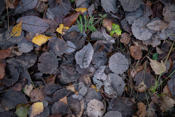 Yellow Leaf stands out prominently in a Sea of Dark Fallen Leaves all around 