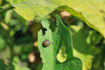 A bug is eating a leaf