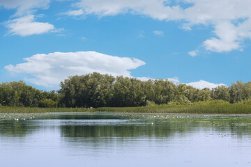 A calm lake with trees in the background