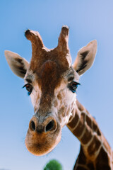 Close Up of Curious Giraffe Peering Over Camera with Bright Blue Sky Above Its Head on a Clear Sunny Sky on a Beautiful Day