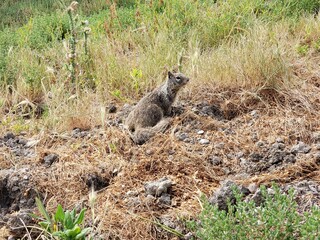 Ground Squirrel in Dry Grass