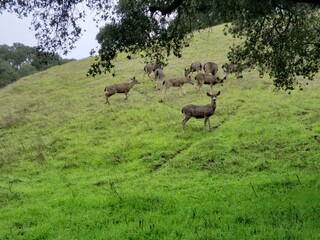 Herd of Deer on Hillside
