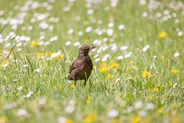 Amselweibchen mit Futter im Schnabel auf einer Wiese