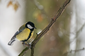 Obraz premium Close-up of great tit (Parus major) perching on a tiny branch in the falling snow. Some autumnal colors in the background. Poland