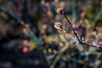 Buds of pink flowers of Viburnum farrera on a branch. Botanical garden in Dnieper in Ukraine.
