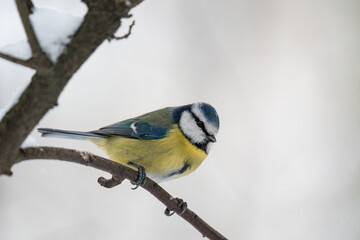 Eurasian blue tit (Cyanistes caeruleus) perching on the branch in winter. White, snowy background. Close-up. Poland