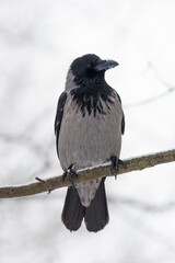 Hooded crow (Corvus cornix), with a few snowflakes on its beak,  perching on the tree branch in winter, on clear, snowy background. Close-up. Front view. Vertical. Poland