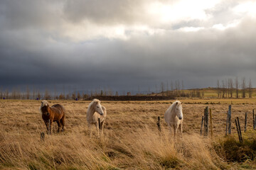 Horses on a pasture, Hamraendar, Iceland