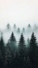 Obraz premium Misty forest landscape with evergreen trees in early morning light