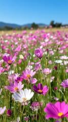 Obraz premium Pink flowers bloom against a clear blue sky during daytime in a vibrant garden