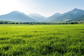 Fototapeta premium Lush green field framed by majestic mountains under clear blue sky in daylight