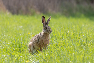 Feldhase sitzt in der Wiese